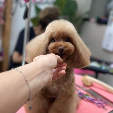 art-grooming-da-elena