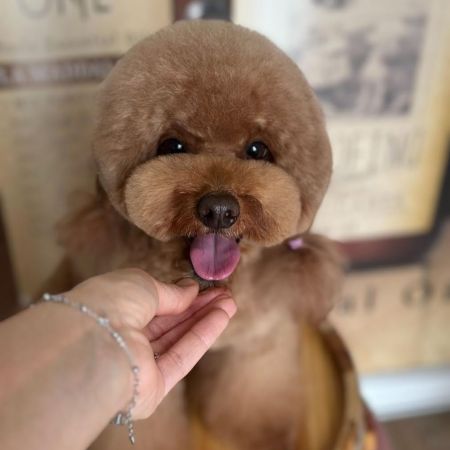 art-grooming-da-elena