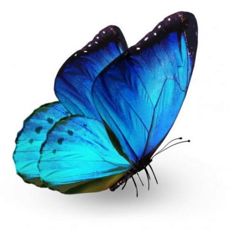farfalla-blu